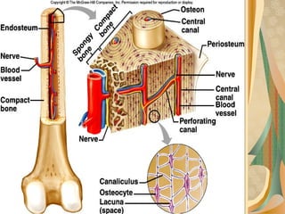 Comprehensive Overview of Bone Structure, Formation, and Joint Types | PPT