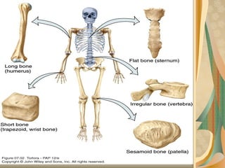 Comprehensive Overview of Bone Structure, Formation, and Joint Types | PPT