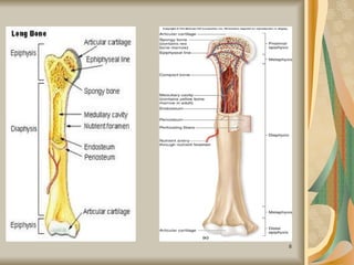 Comprehensive Overview of Bone Structure, Formation, and Joint Types | PPT