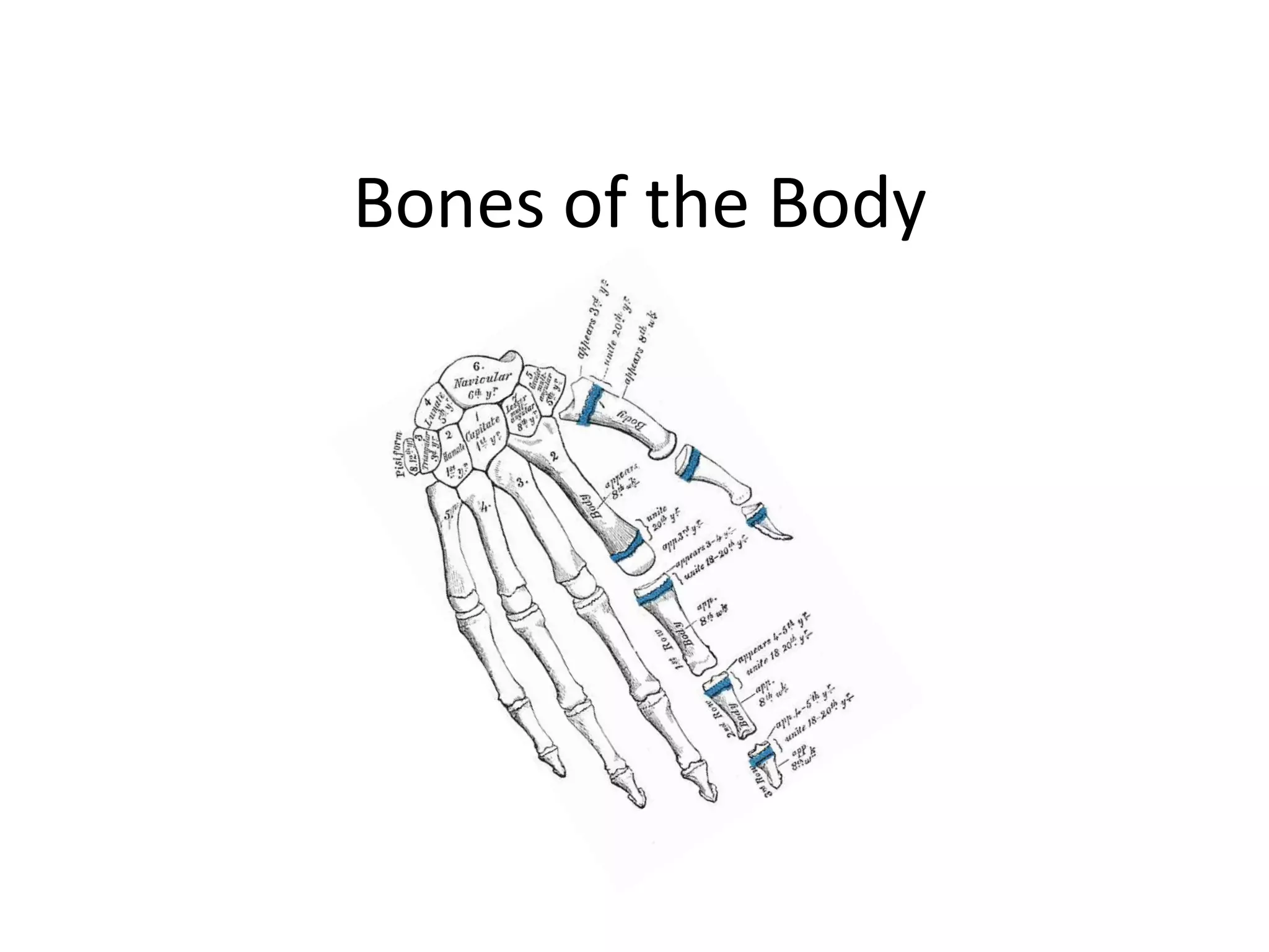 Bones Of The Body | PPTX