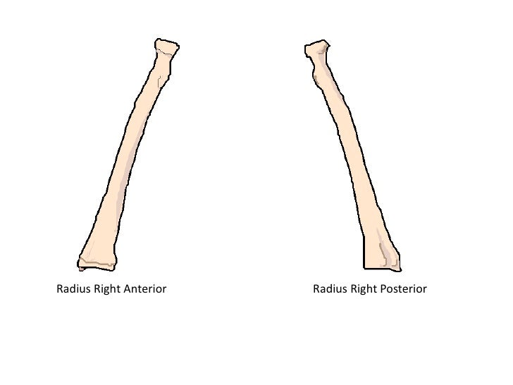 area where two or more bones join together