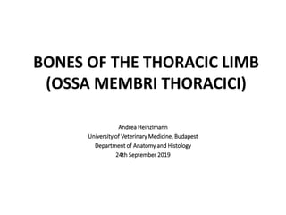 BONES OF THE THORACIC LIMB
(OSSA MEMBRI THORACICI)
Andrea Heinzlmann
University of Veterinary Medicine, Budapest
Department of Anatomy and Histology
24th September 2019
 
