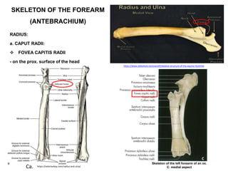 Bones of-the-thoracic-limb | PDF