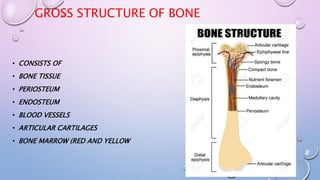 Bones and cartilages | PPTX