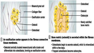 Bones and cartilages | PPTX