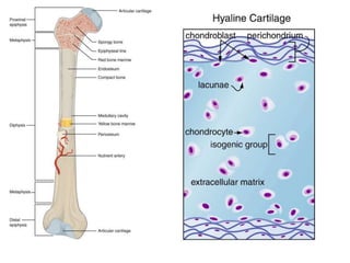Bones and cartilages tissue engineering | PPTX