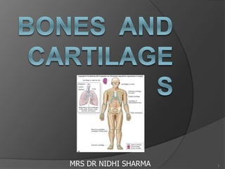 320px x 240px - BONES AND CARTILAGES | PPT