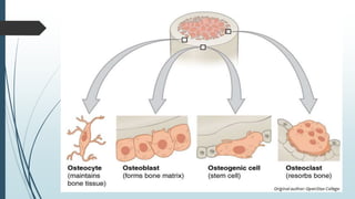 Bones and its structure in detail with two different form of bone ...