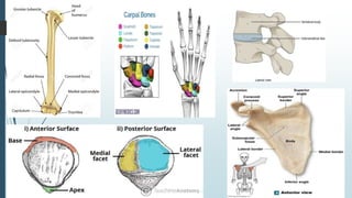 Bones and its structure in detail with two different form of bone ...