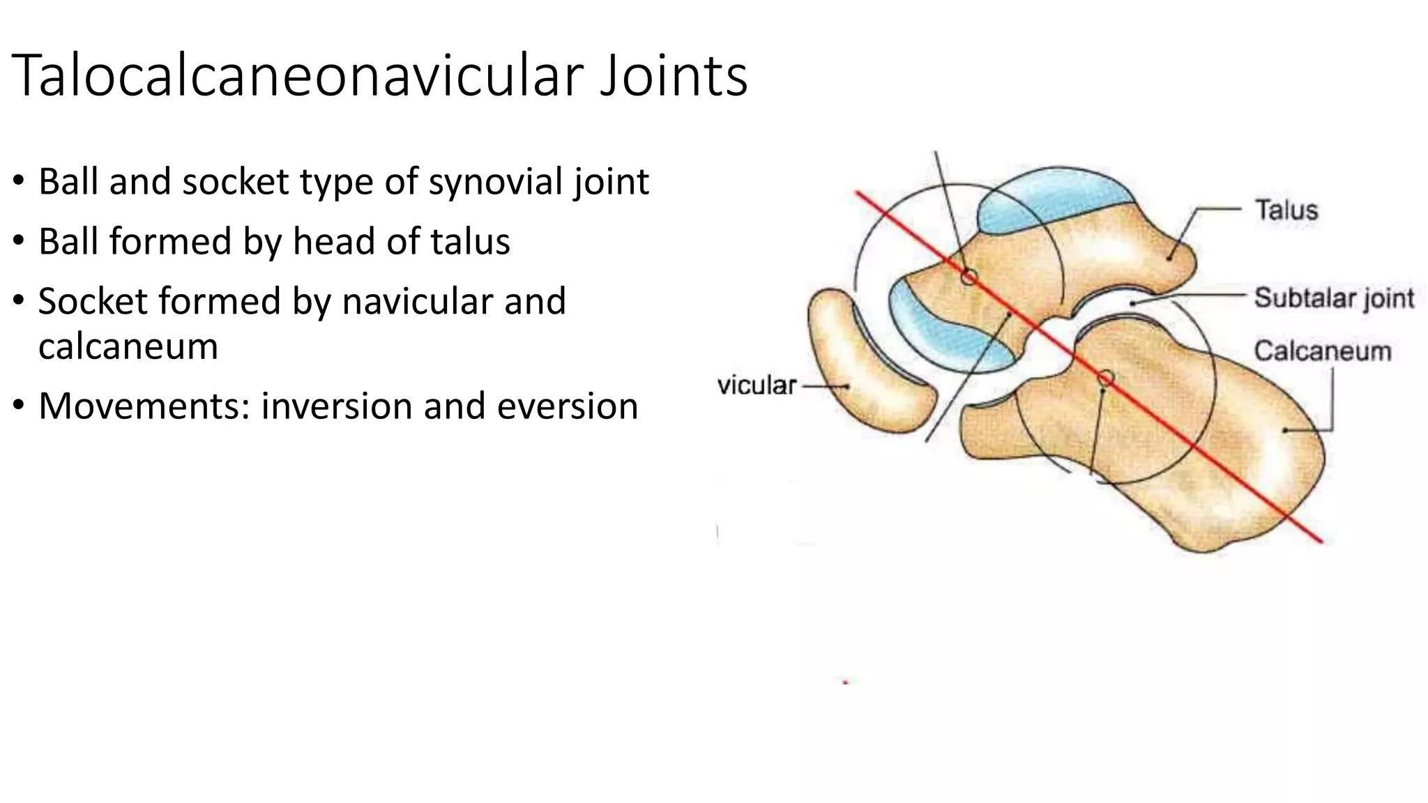 Talocalcaneonavicular Joints
• Ball and socket type of synovial joint
• Ball formed by head of talus
• Socket formed by navicular and
calcaneum
• Movements: inversion and eversion
 