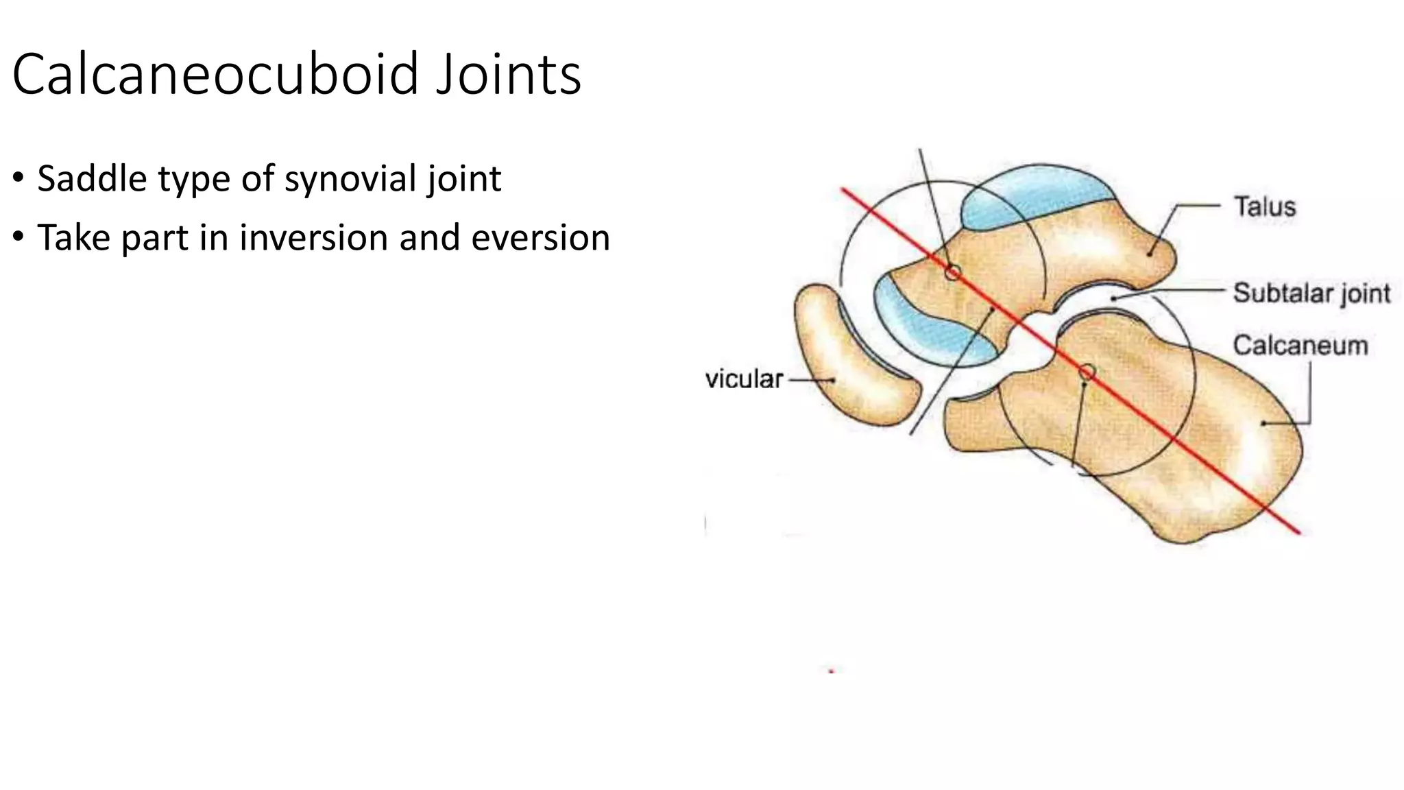 Calcaneocuboid Joints
• Saddle type of synovial joint
• Take part in inversion and eversion
 