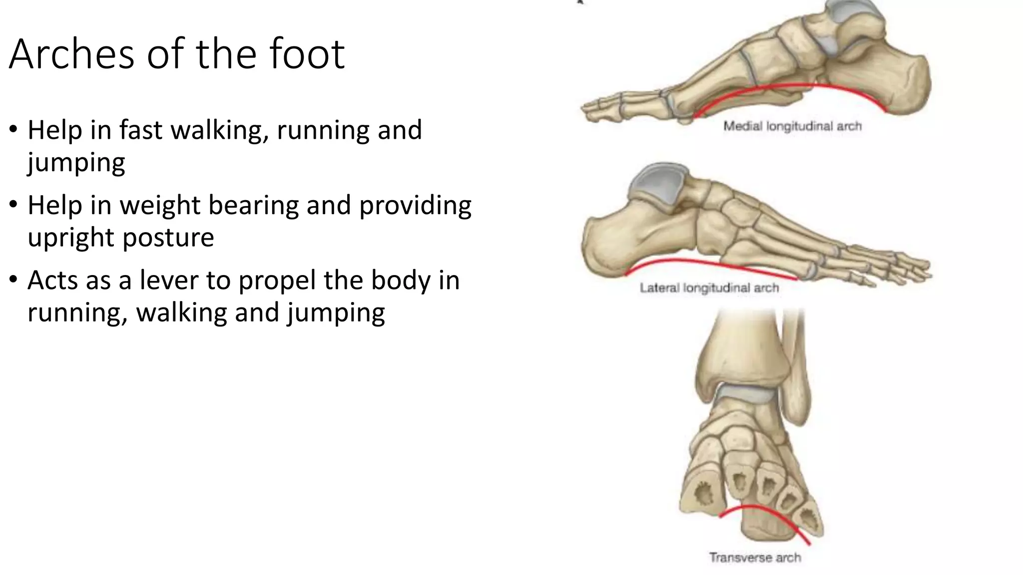 Arches of the foot
• Help in fast walking, running and
jumping
• Help in weight bearing and providing
upright posture
• Acts as a lever to propel the body in
running, walking and jumping
 