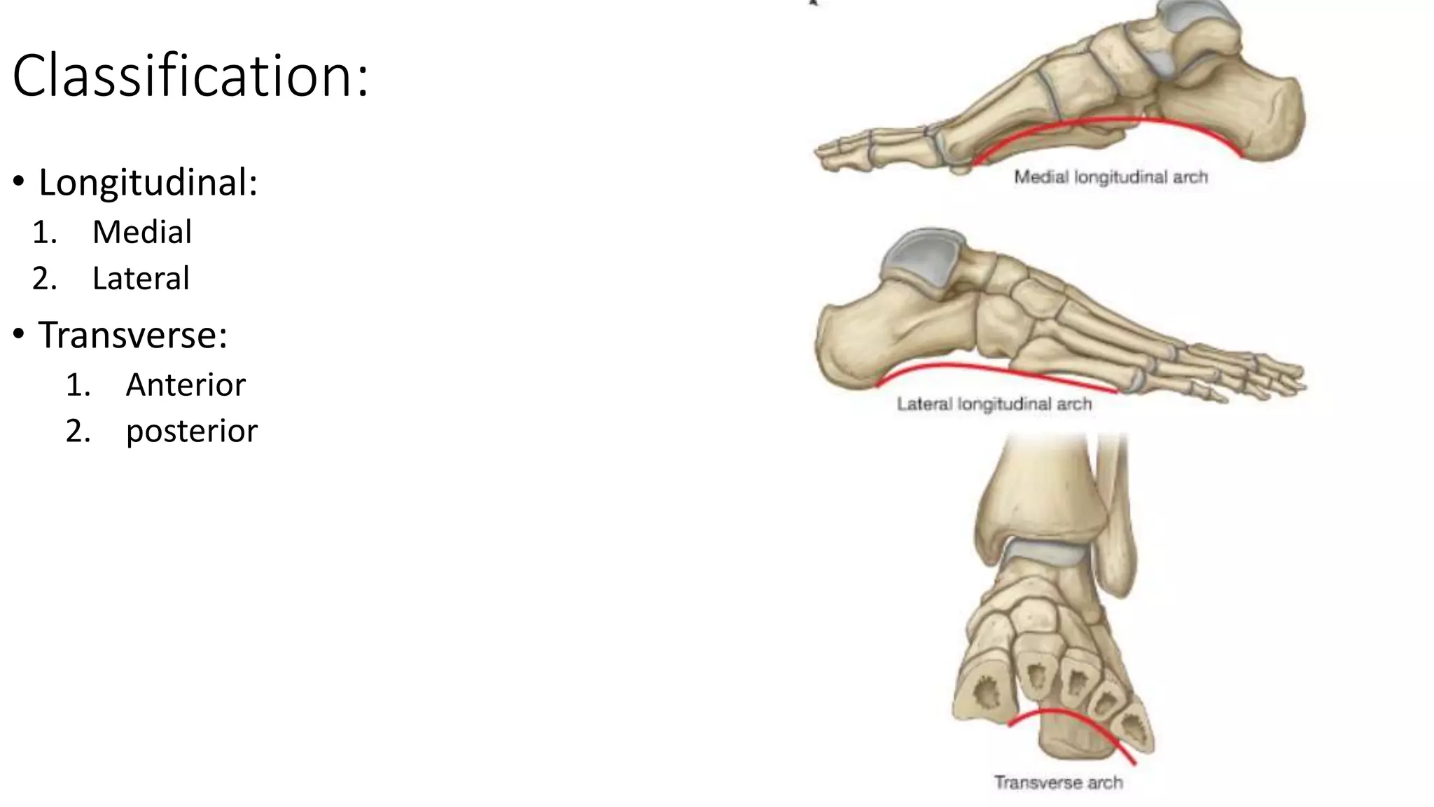 Classification:
• Longitudinal:
1. Medial
2. Lateral
• Transverse:
1. Anterior
2. posterior
 