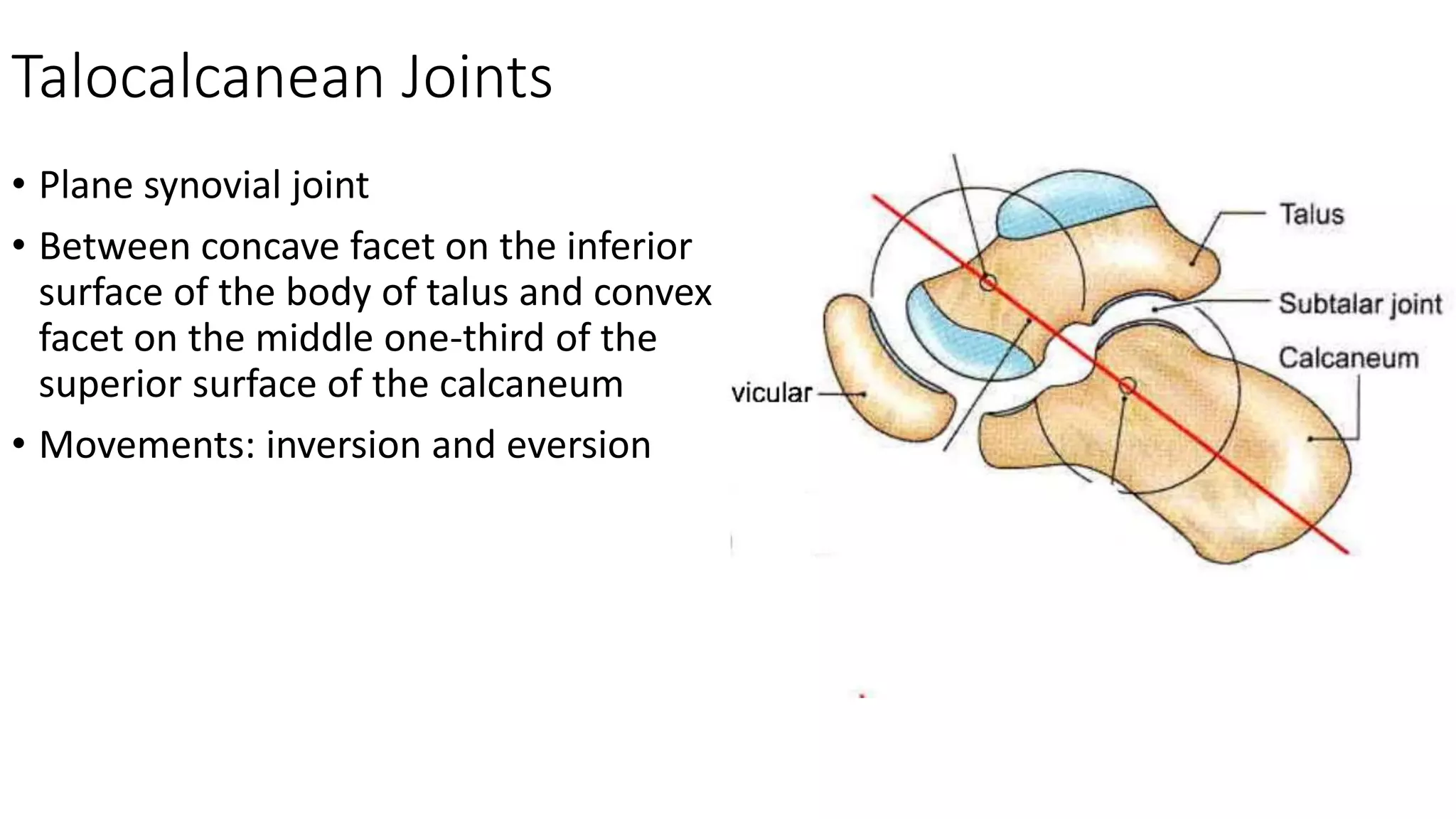 Talocalcanean Joints
• Plane synovial joint
• Between concave facet on the inferior
surface of the body of talus and convex
facet on the middle one-third of the
superior surface of the calcaneum
• Movements: inversion and eversion
 