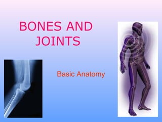 BONES AND  JOINTS Basic Anatomy 