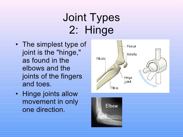 Bones and joints 1 1