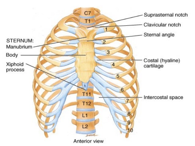 Bones and joints of the thorax