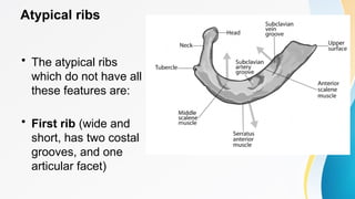 Comprehensive Overview of Thoracic Bones and Joints Anatomy | PPTX