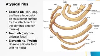 Comprehensive Overview of Thoracic Bones and Joints Anatomy | PPTX