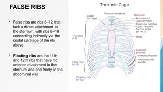 Comprehensive Overview of Thoracic Bones and Joints Anatomy | PPTX
