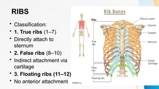 Comprehensive Overview of Thoracic Bones and Joints Anatomy | PPTX