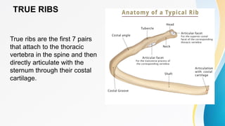 Comprehensive Overview of Thoracic Bones and Joints Anatomy | PPTX