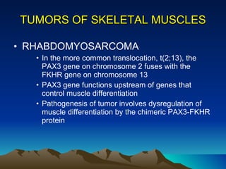 TUMORS OF SKELETAL MUSCLES RHABDOMYOSARCOMA In the more common translocation, t(2;13), the PAX3 gene on chromosome 2 fuses with the FKHR gene on chromosome 13 PAX3 gene functions upstream of genes that control muscle differentiation Pathogenesis of tumor involves dysregulation of muscle differentiation by the chimeric PAX3-FKHR protein 
