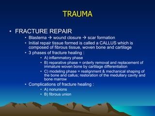 TRAUMA FRACTURE REPAIR Blastema    wound closure    scar formation Initial repair tissue formed is called a CALLUS which is composed of fibrous tissue, woven bone and cartilage 3 phases of fracture healing : A) inflammatory phase B) reparative phase = orderly removal and replacement of immature woven bone by cartilage differentiation C) modeling phase = realignment & mechanical shaping of the bone and callus; restoration of the medullary cavity and bone marrow Complications of fracture healing : A) nonunions B) fibrous union 