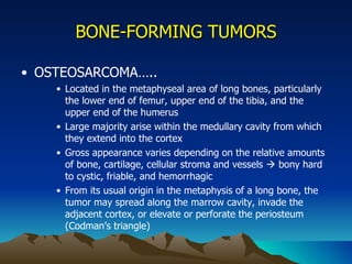 BONE-FORMING TUMORS OSTEOSARCOMA….. Located in the metaphyseal area of long bones, particularly the lower end of femur, upper end of the tibia, and the upper end of the humerus Large majority arise within the medullary cavity from which they extend into the cortex Gross appearance varies depending on the relative amounts of bone, cartilage, cellular stroma and vessels    bony hard to cystic, friable, and hemorrhagic From its usual origin in the metaphysis of a long bone, the tumor may spread along the marrow cavity, invade the adjacent cortex, or elevate or perforate the periosteum (Codman’s triangle) 