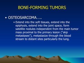 BONE-FORMING TUMORS OSTEOSARCOMA….. Extend into the soft tissues, extend into the epiphysis, extend into the joint space, form satellite nodules independent from the main tumor mass proximal to the primary lesion (“skip metastases”), metastasize through the blood stream to distant sites particularly the lung. 