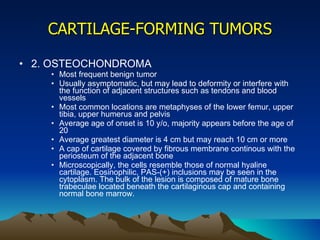 CARTILAGE-FORMING TUMORS 2. OSTEOCHONDROMA Most frequent benign tumor Usually asymptomatic, but may lead to deformity or interfere with the function of adjacent structures such as tendons and blood vessels Most common locations are metaphyses of the lower femur, upper tibia, upper humerus and pelvis Average age of onset is 10 y/o, majority appears before the age of 20 Average greatest diameter is 4 cm but may reach 10 cm or more A cap of cartilage covered by fibrous membrane continous with the periosteum of the adjacent bone Microscopically, the cells resemble those of normal hyaline cartilage. Eosinophilic, PAS-(+) inclusions may be seen in the cytoplasm. The bulk of the lesion is composed of mature bone trabeculae located beneath the cartilaginous cap and containing normal bone marrow.  