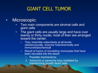GIANT CELL TUMOR Microscopic: Two main components are stromal cells and giant cells The giant cells are usually large and have over twenty or thirty nuclei, most of then are arranged toward the center.  They resemble osteoclasts at all levels: ultrastructurally, enzyme histochemically and immunohistochemical Result of fusion of circulating monocytes that have been recruited into the lesion Possible mechanisms:  Autocrine or paracrine loop mediated by transforming growth factor beta 
