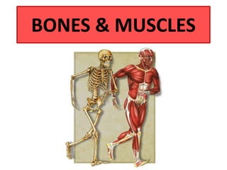 BONES & MUSCLES
 