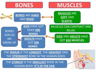 BONES MUSCLES
BONES ARE HARD
AND RIGID.
MUSCLES ARE
SOFT AND
ELASTIC.
KIDS HAVE GOT
OVER 300
BONES.
ADULTS HAVE
GOT 206
BO...