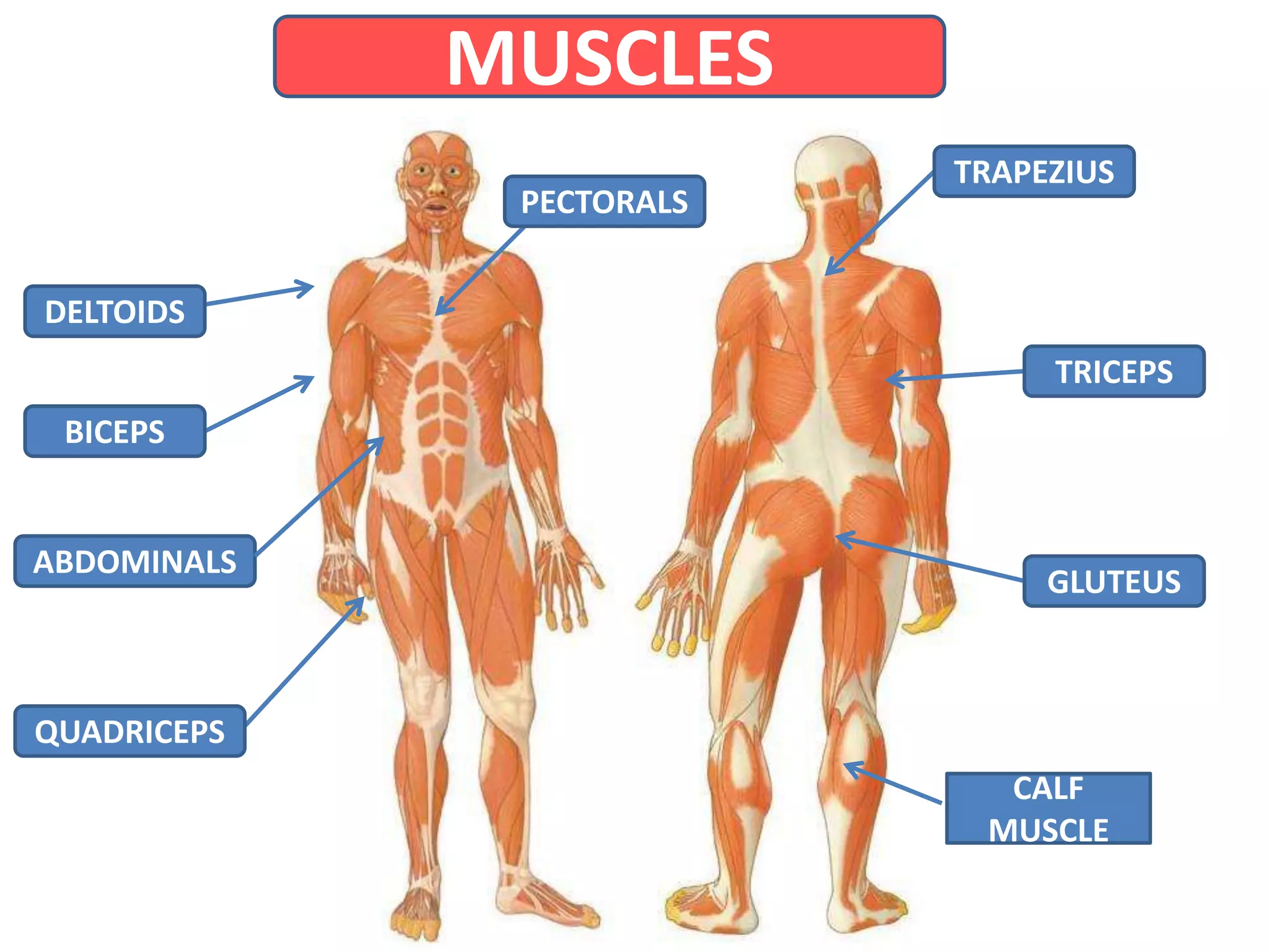 Bones and muscles | PPTX