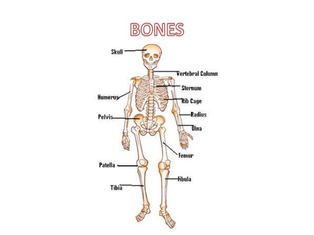 Bones and muscles of the body