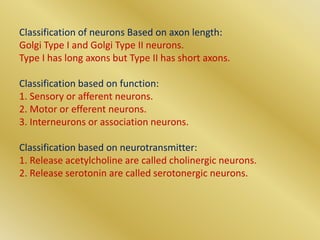 Axon Classifications Bones and Skeletal System, Lec3 & 4.ppt
