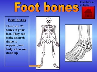 Foot bones
There are 26
bones in your
foot. They can
make an arch
shape to
support your
body when you
stand up.
Click here to
go back.
 