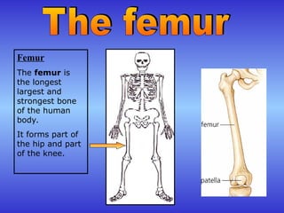 Femur
The femur is
the longest
largest and
strongest bone
of the human
body.
It forms part of
the hip and part
of the knee.
 