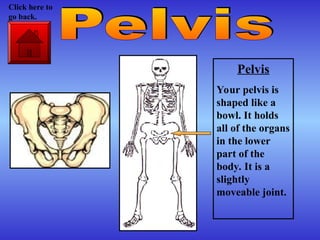 Pelvis
Your pelvis is
shaped like a
bowl. It holds
all of the organs
in the lower
part of the
body. It is a
slightly
moveable joint.
Click here to
go back.
 