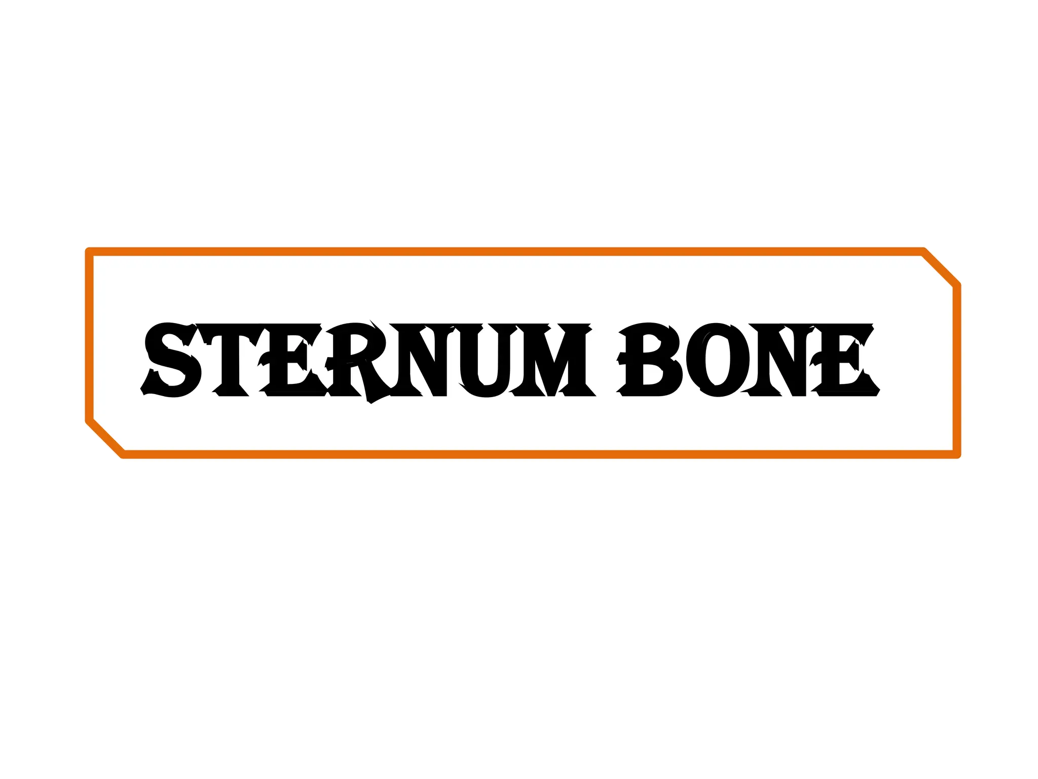sternum bone
 