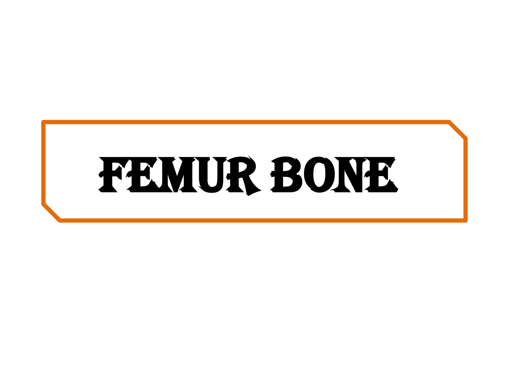 Femur bone
 