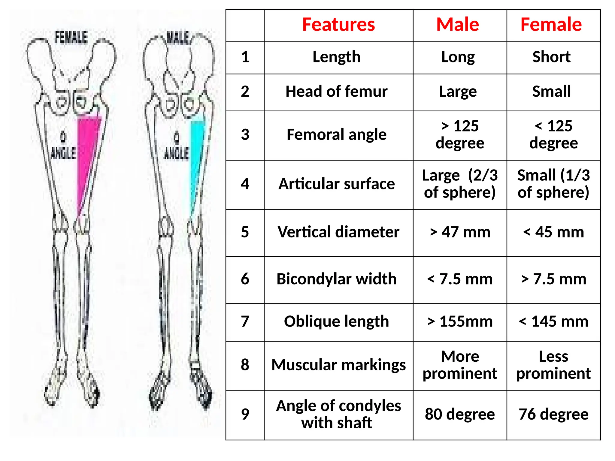 Features Male Female
1 Length Long Short
2 Head of femur Large Small
3 Femoral angle > 125
degree
< 125
degree
4 Articular surface
Large (2/3
of sphere)
Small (1/3
of sphere)
5 Vertical diameter > 47 mm < 45 mm
6 Bicondylar width < 7.5 mm > 7.5 mm
7 Oblique length > 155mm < 145 mm
8 Muscular markings
More
prominent
Less
prominent
9 Angle of condyles
with shaft
80 degree 76 degree
 