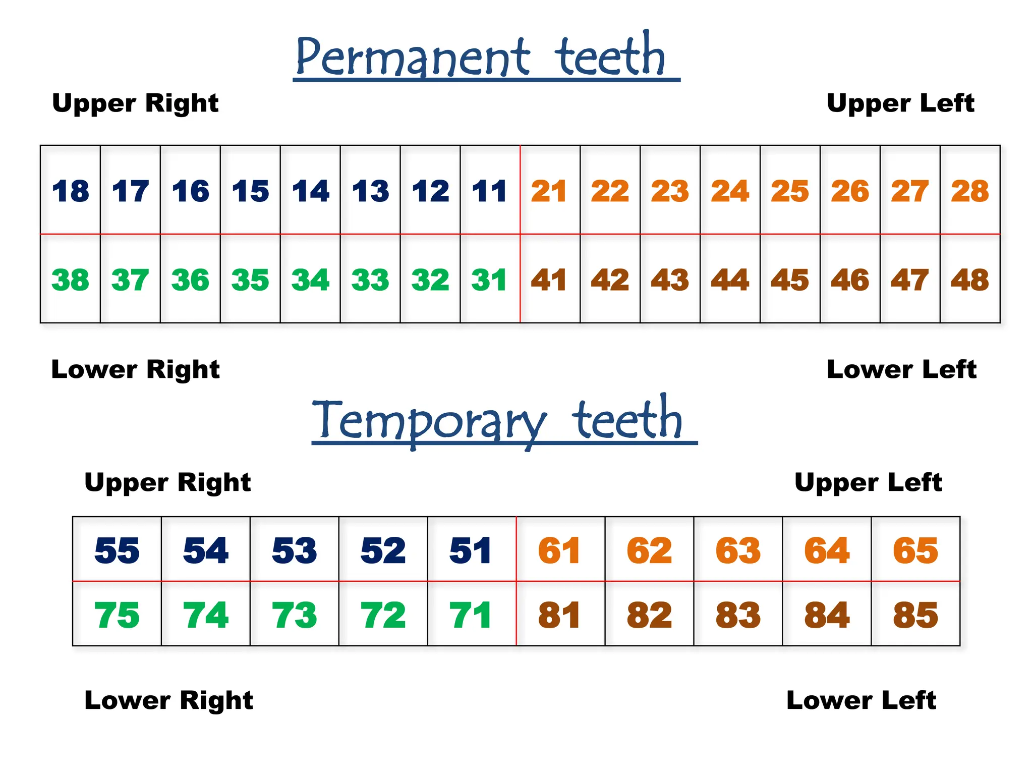 18 17 16 15 14 13 12 11 21 22 23 24 25 26 27 28
38 37 36 35 34 33 32 31 41 42 43 44 45 46 47 48
Permanent teeth
Temporary teeth
55 54 53 52 51 61 62 63 64 65
75 74 73 72 71 81 82 83 84 85
Lower Left
Upper Left
Upper Right
Lower Right
Upper Right Upper Left
Lower Right Lower Left
 
