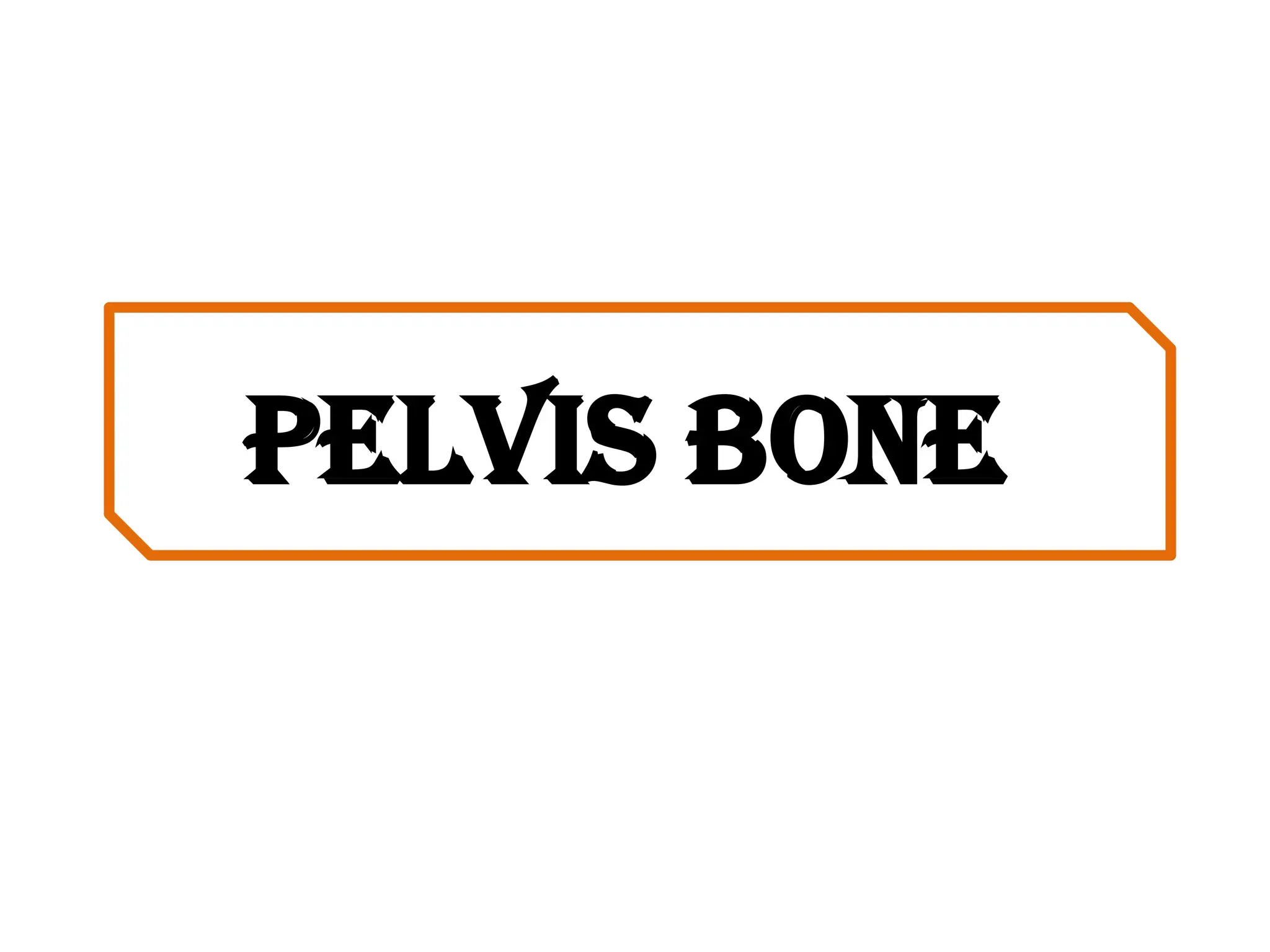 Pelvis bone
 