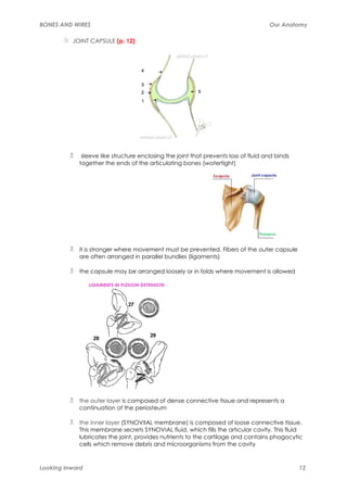 BONES AND WIRES                                                                     Our Anatomy

          JOINT CAPSULE (p. 12)




             sleeve like structure enclosing the joint that prevents loss of fluid and binds
            together the ends of the articulating bones (watertight)




            it is stronger where movement must be prevented. Fibers of the outer capsule
            are often arranged in parallel bundles (ligaments)

            the capsule may be arranged loosely or in folds where movement is allowed




            the outer layer is composed of dense connective tissue and represents a
            continuation of the periosteum

            the inner layer (SYNOVIIAL membrane) is composed of loose connective tissue.
            This membrane secrets SYNOVIAL fluid, which fills the articular cavity. This fluid
            lubricates the joint, provides nutrients to the cartilage and contains phagocytic
            cells which remove debris and microorganisms from the cavity



Looking Inward                                                                                 12
 