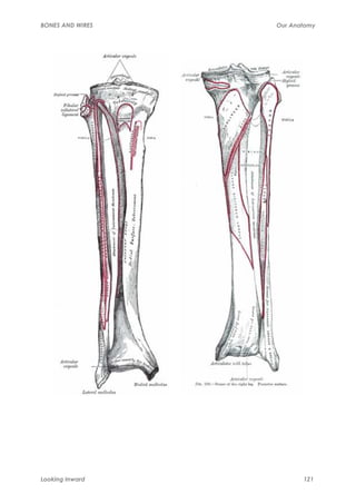 BONES AND WIRES   Our Anatomy




Looking Inward           121
 