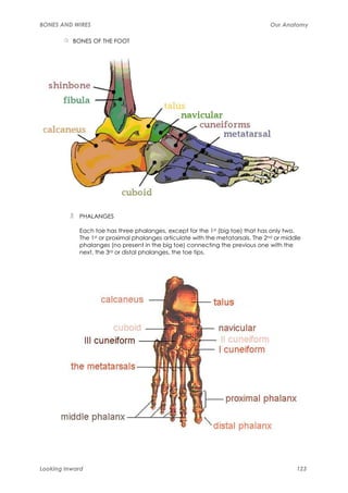 BONES AND WIRES                                                                  Our Anatomy

          BONES OF THE FOOT




            PHALANGES

            Each toe has three phalanges, except for the 1st (big toe) that has only two.
            The 1st or proximal phalanges articulate with the metatarsals. The 2nd or middle
            phalanges (no present in the big toe) connecting the previous one with the
            next, the 3rd or distal phalanges, the toe tips.




Looking Inward                                                                            123
 