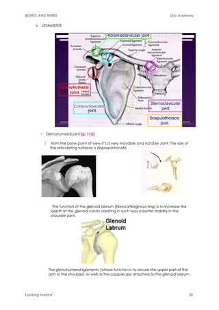 BONES AND WIRES                                                                    Our Anatomy

        LIGAMENTS




          Glenohumeral joint (p. 112)

             from the bone point of view it’s a very movable and instable Joint. The size of
            the articulating surfaces is disproportionate




              The function of the glenoid labrum (fibrocartilaginous ring) is to increase the
             depth of the glenoid cavity creating in such way a better stability in the
             shoulder joint.




            The glenohumeral ligaments (whose function is to secure the upper part of the
            arm to the shoulder) as well as the capsule are attached to the glenoid labrum




Looking Inward                                                                                  38
 