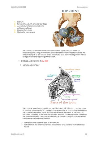 BONES AND WIRES                                                                      Our Anatomy




   1. Labrum
   2. Femoral head with articular cartilage
   3. Acetabulum(faceta lunata) with
      articular cartilage
   4. Ligamentum teres
   5. Obturator membrane




             The contact of the femur with the acetabulum is precarious; it there is a
             fibrocartilaginous ring (the labrum) around the rim which helps to increase the
             effective depth of the socket and is reinforced by a transverse ligament which
             bridges the inferior opening of the notch.

          CAPSULE AND LIGAMENTS (p. 184)

             ARTICULAR CAPSULE




             The capsule is very strong and is not luxable, is very thick (up to 1 cm) because
             its function is the stability. It’s bigger in the anterior face, and is attached above
             the anterior inferior iliac spine and in the transverse ligament. In the femur it’s
             attached anteriorly to the intertrochanteric line and posteriorly a little bit above
             the intertrochanteric crest. In the inferior face forms a cavity that allows flexion.
             Limits of the capsule attachments:

                 In the iliac: the external face of the labrum
                 In the femur: the intertrochanteric line anterior and posterior to the femoral
                 head



Looking Inward                                                                                    80
 